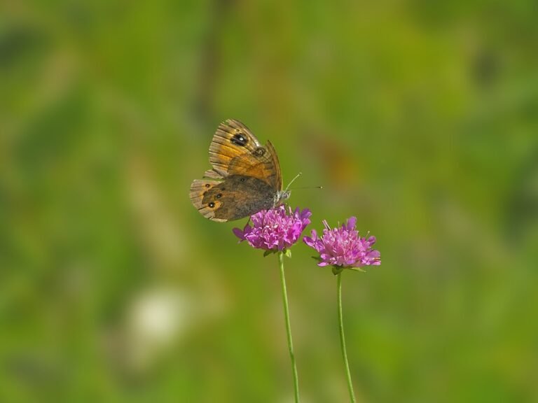aleteo de mariposa en un paisaje sereno
