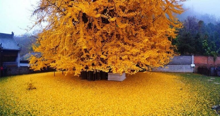 Qué Simboliza el Color Amarillo en Diferentes Culturas y Contextos 19 amarillo en la naturaleza y cultura