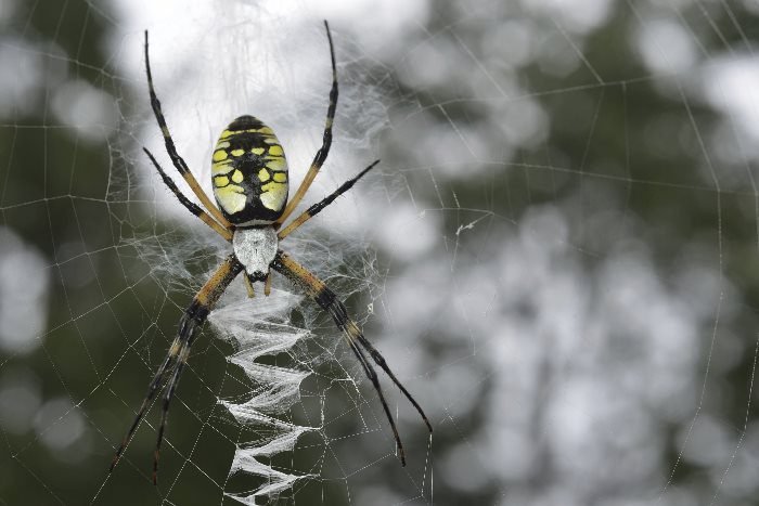 Qué significa soñar con una araña negra y amarilla 6 Qué significa soñar con una araña negra y amarilla