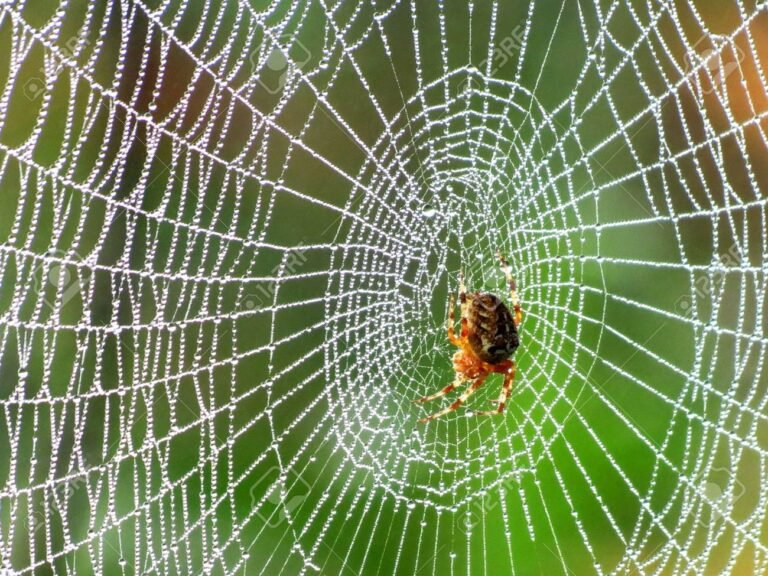 Qué significa que te sigan las arañas y qué simboliza en la cultura 22 arana tejiendo su red en la naturaleza