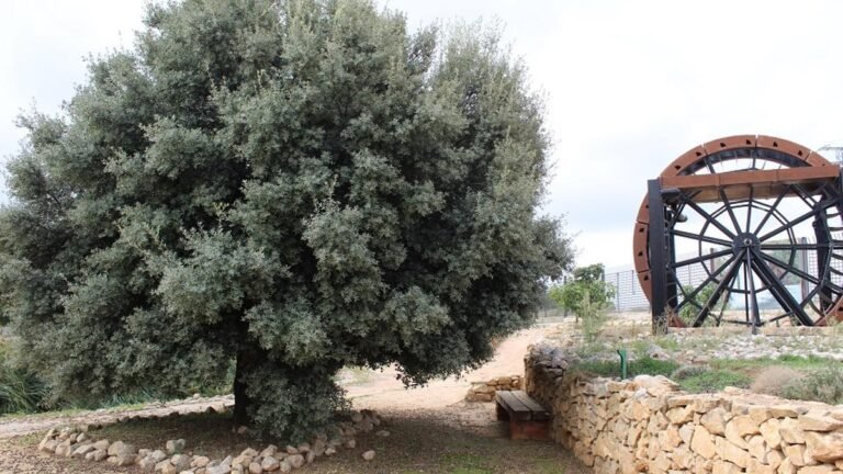 Qué es "El árbol de los ruidos y las nueces" y de qué trata 23 arbol lleno de ruidos y nueces