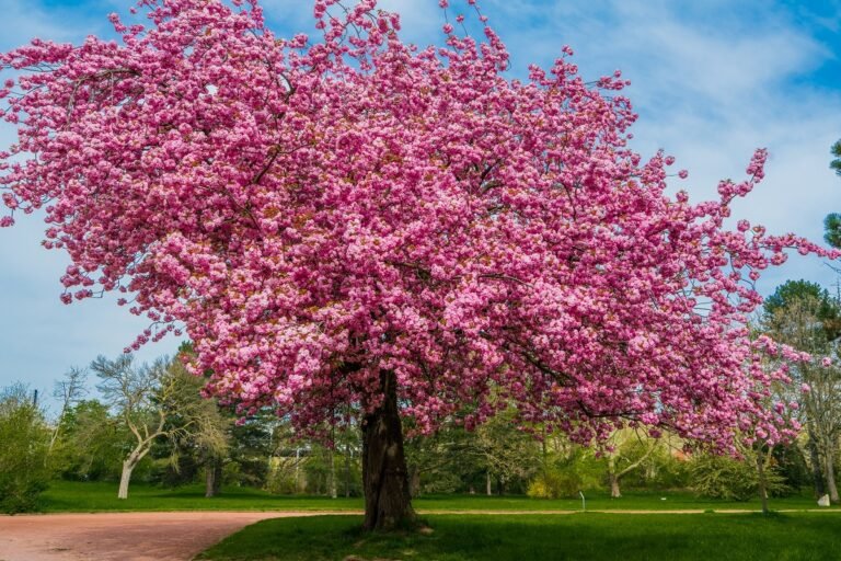 arboles decorativos en un hermoso jardin