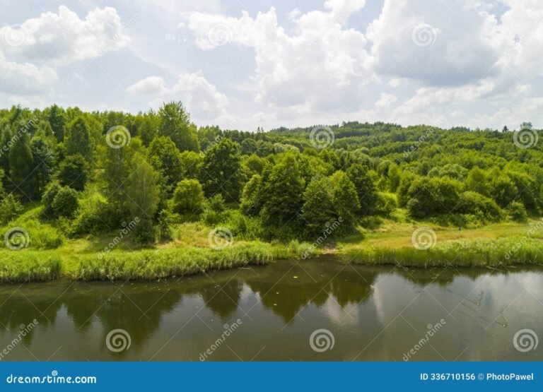 arboles frondosos en un paisaje sereno