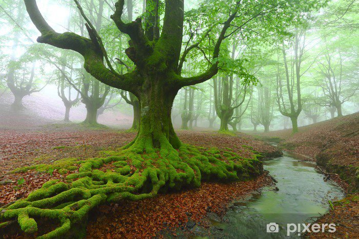 Qué diferencias existen entre hayas, hallas y allas en español 3 Qué diferencias existen entre hayas, hallas y allas en español