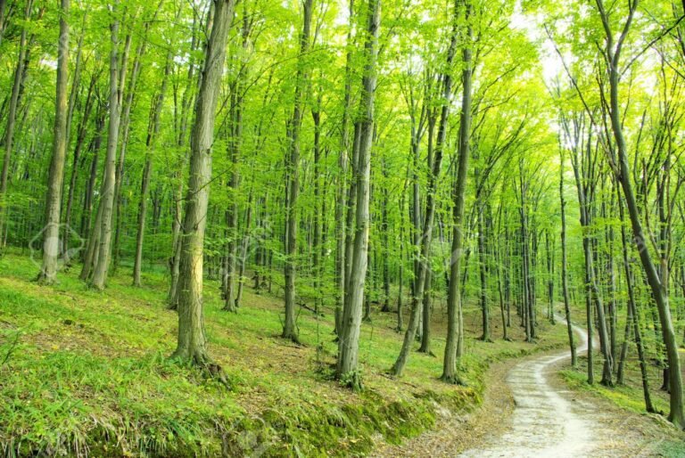 camino en un bosque lleno de arboles