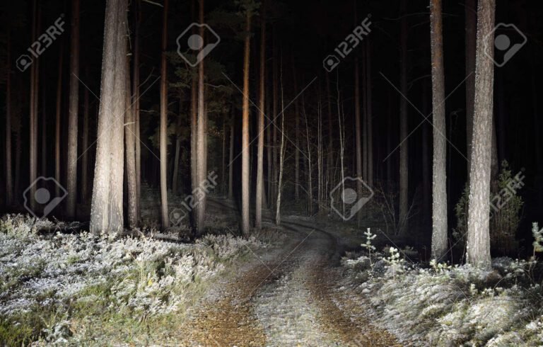 camino iluminado entre arboles oscuros