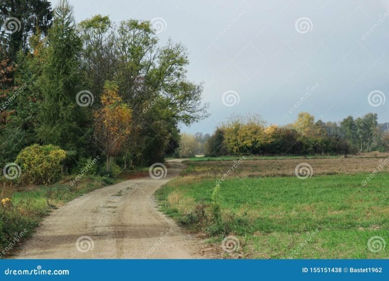 Se Puede Cerrar una Servidumbre de Paso en Argentina y Cómo Se Hace 9 camino rural bordeado de naturaleza