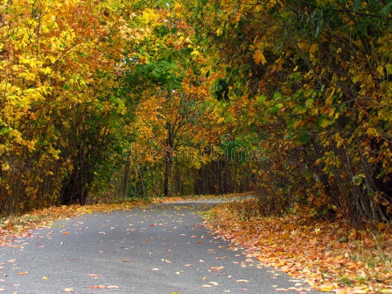 Cómo dejar de creer en Dios y encontrar tu propio camino espiritual 1 camino solitario en un bosque tranquilo