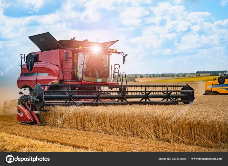 campos de trigo con cosechadora en accion