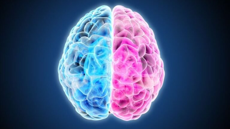 cerebro dividido en dos hemisferios