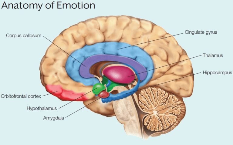 cerebro humano con elementos de psicoanalisis