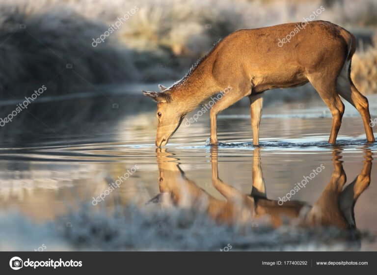 ciervo bebiendo agua en un arroyo