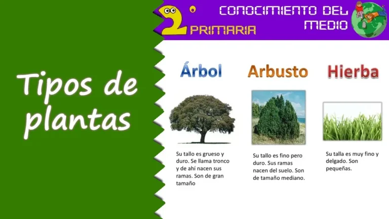 Qué diferencias hay entre árboles, arbustos y hierbas en jardinería 15 comparativa de arboles arbustos y hierbas