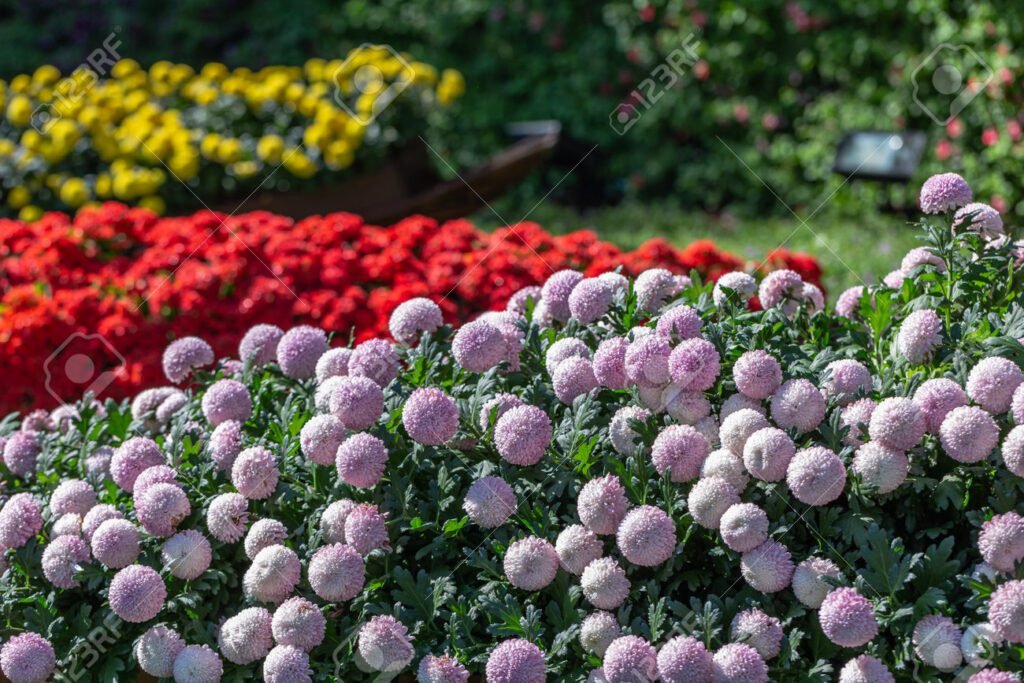 El crisantemo necesita sol o sombra para crecer adecuadamente