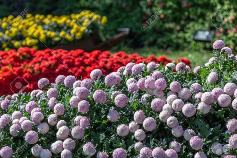 crisantemos floreciendo en un jardin soleado