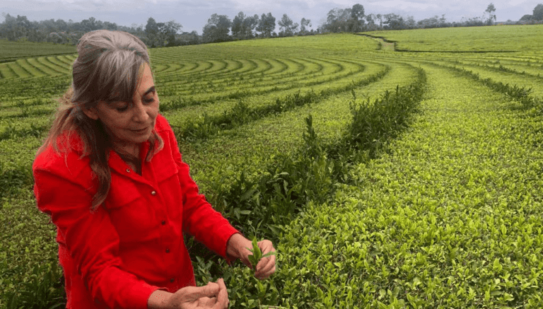 Cuáles son las etapas del circuito productivo del té en Argentina 6 cultivo de te en plantaciones argentinas