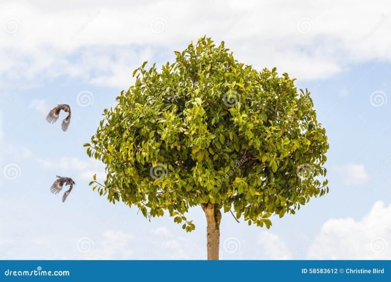 dos pajaros en un arbol frondoso