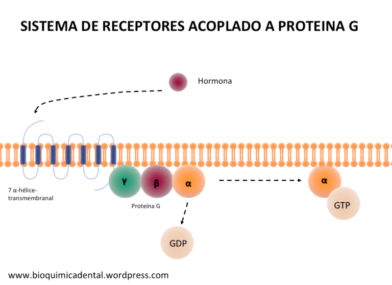 estructura de un receptor acoplado a proteina g