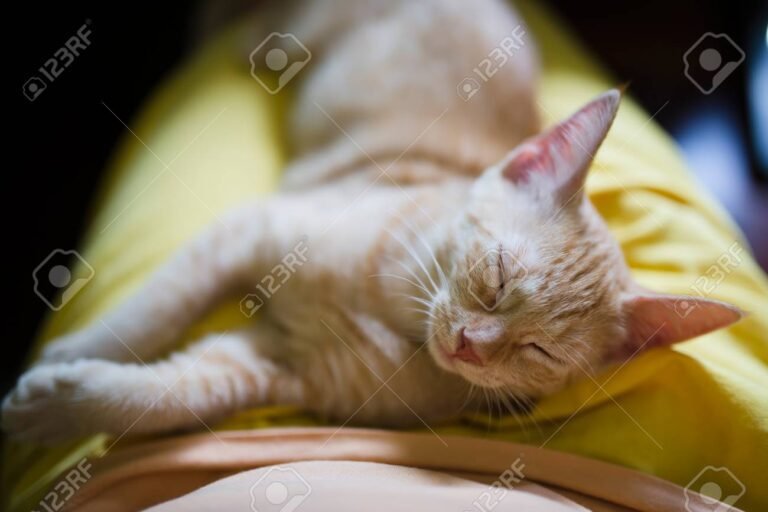 gato durmiendo en el regazo de alguien