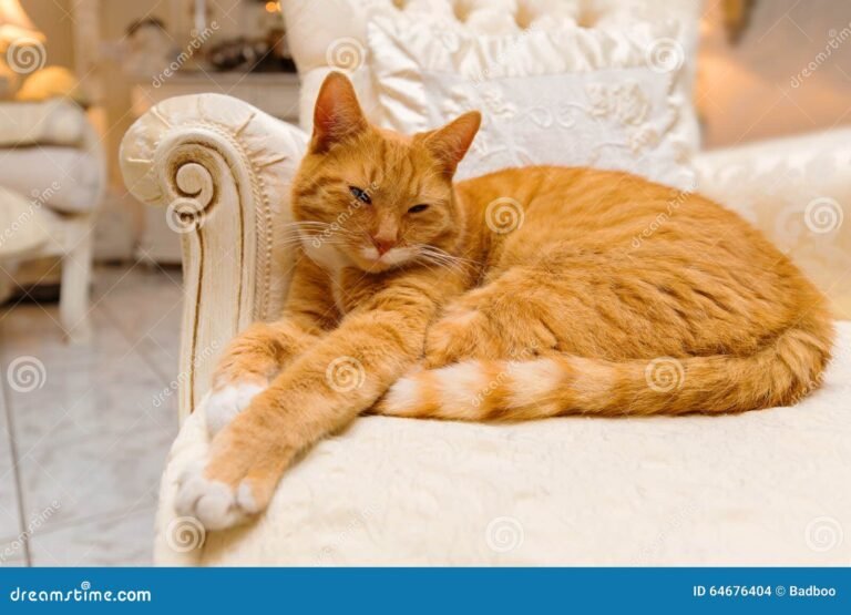 Qué nos enseña la "Oda al gato" de Pablo Neruda 18 gato elegante descansando en un sillon