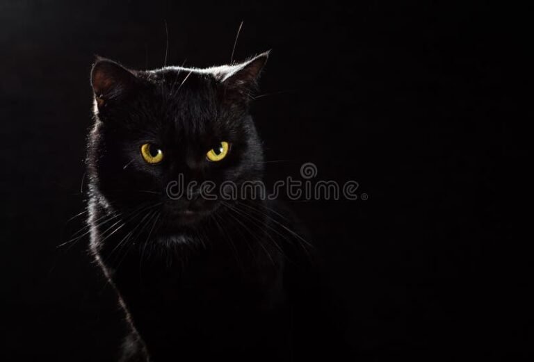 Quién es Natsume y por qué dice "Soy un gato" 12 gato negro en un fondo tranquilo