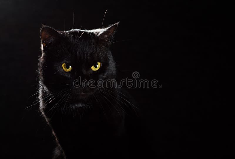 Quién es Natsume y por qué dice «Soy un gato»