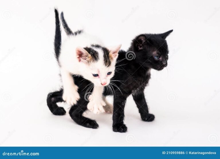 gato negro y blanco jugando juntos