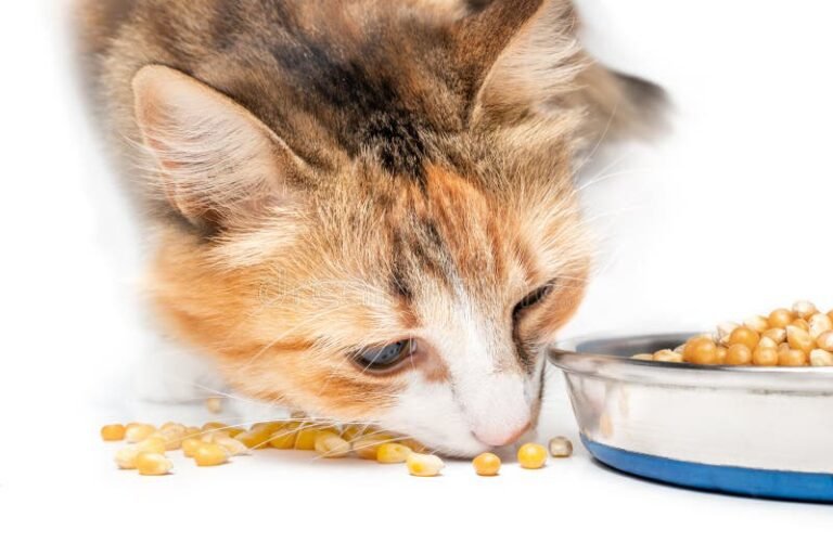 gato olfateando un plato de comida