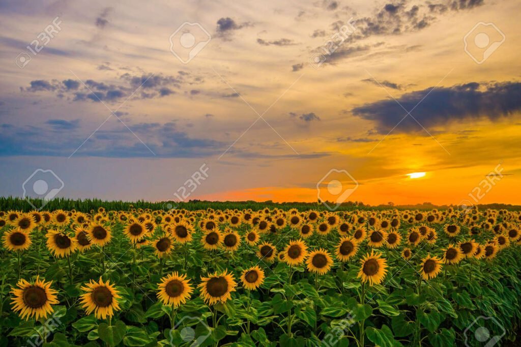 Quién fue Vincent van Gogh y qué simbolizan sus girasoles 7 Quién fue Vincent van Gogh y qué simbolizan sus girasoles