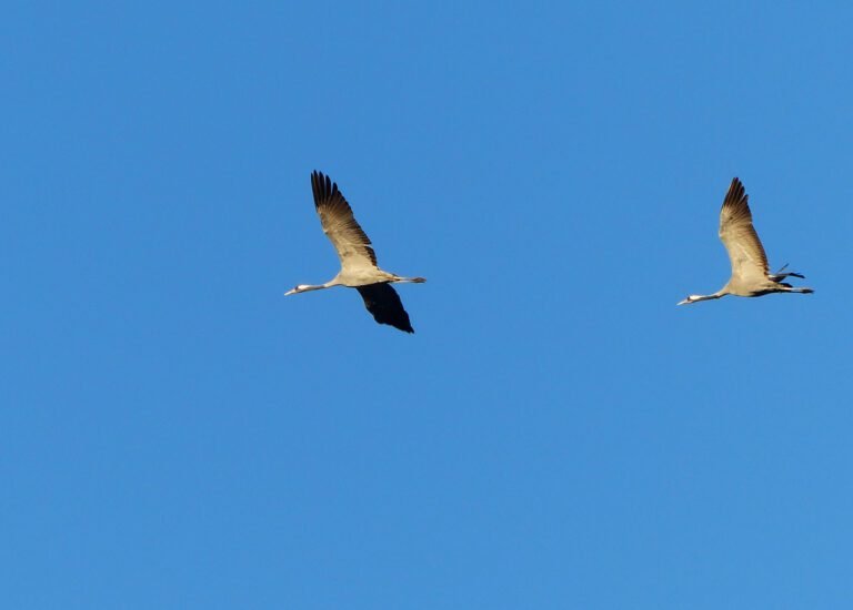 Qué enseñanzas y mensajes transmite "Mil grullas" de Elsa Bornemann 24 grullas en vuelo sobre un paisaje sereno