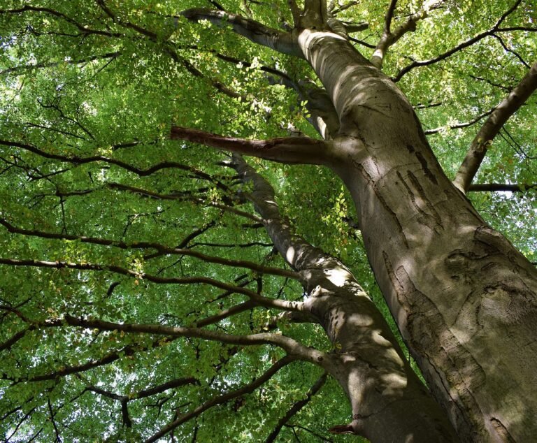 hoja de haya en un bosque verde