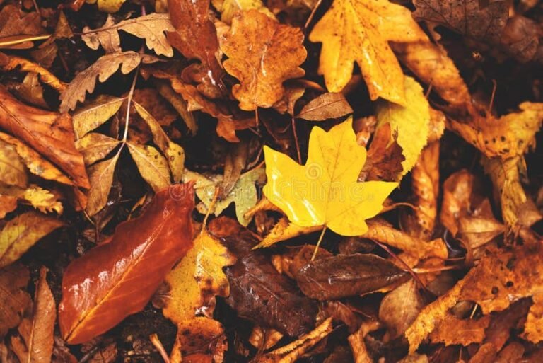 Qué frases inspiradoras podemos compartir en el mes de octubre 26 hoja de otono con luz suave