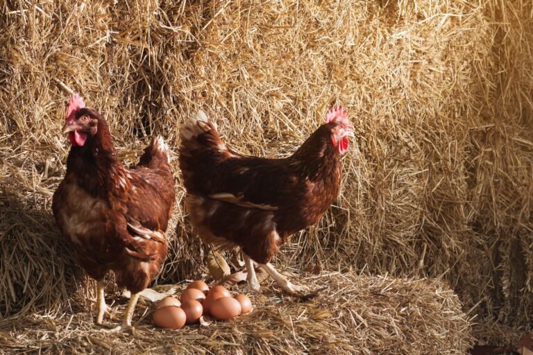 Quién nació primero, el huevo o la gallina La respuesta a este dilema 26 huevo y gallina en un entorno natural