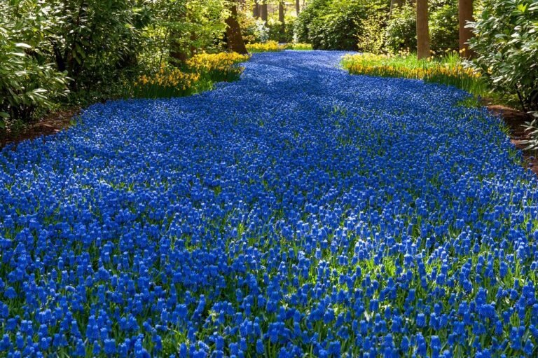 jardin con flores azules en primavera