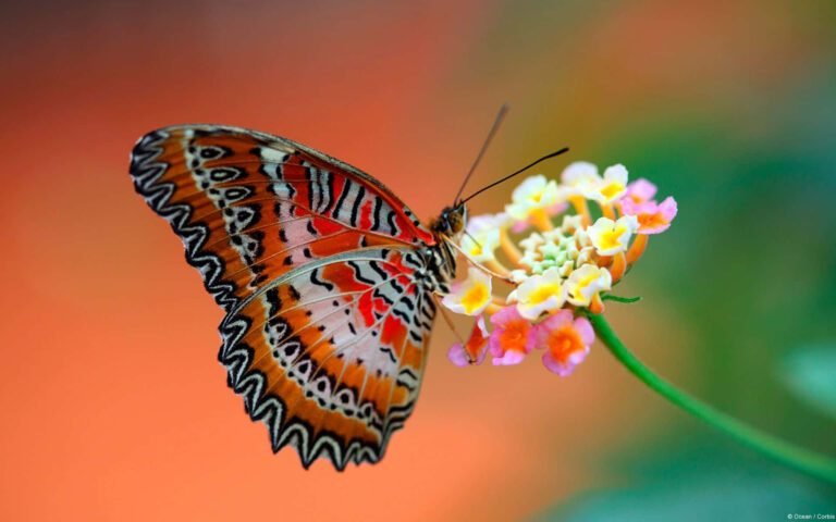 Qué Significa Que Se Te Acerque Una Mariposa Según La Creencia Popular 15 mariposa posada sobre una flor colorida