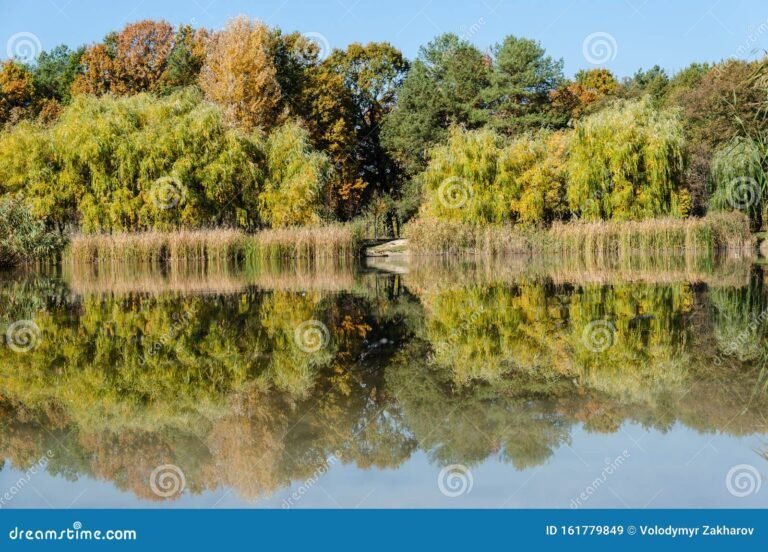 naturaleza con arboles y un lago tranquilo