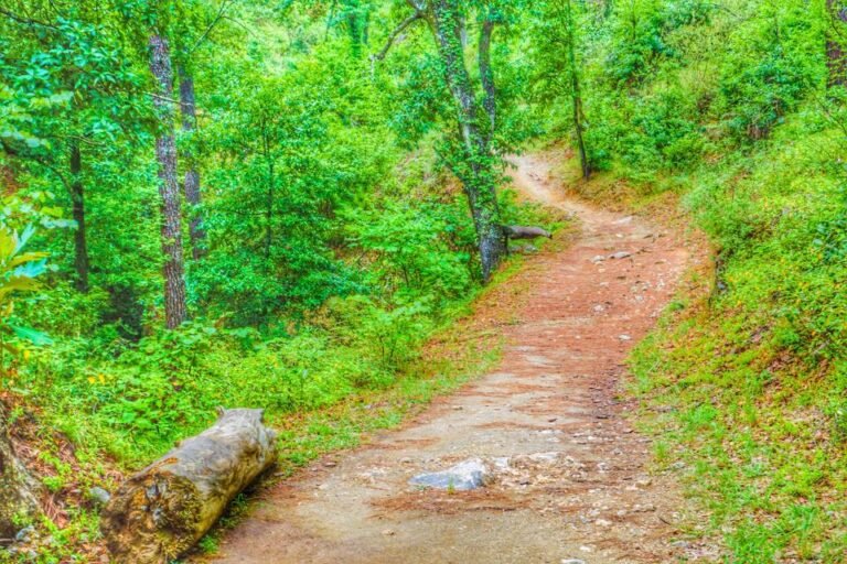 cómo aplicar el arte de vivir con sencillez en tu día a día 13 naturaleza serena con caminos sencillos
