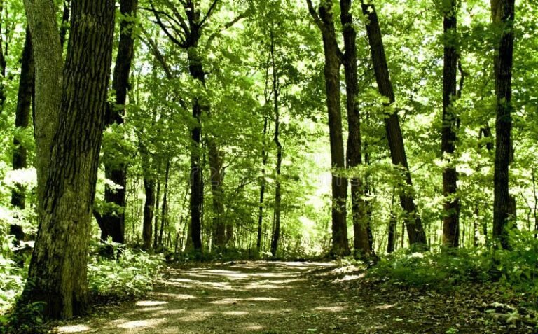 naturaleza serena con un camino tranquilo