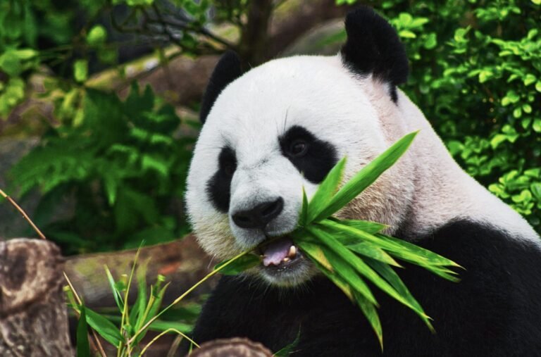 oso panda comiendo bambu en su habitat 1