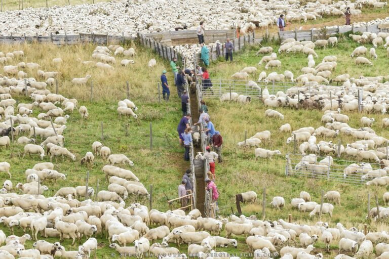 Por qué mis ovejas oyen mi voz y cómo puedo entrenarlas mejor 1 ovejas pastando mientras un pastor las llama
