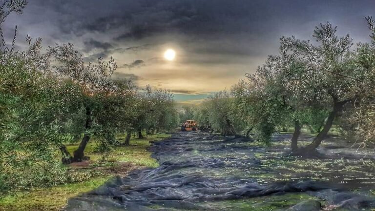 paisaje andaluz con luna y olivos