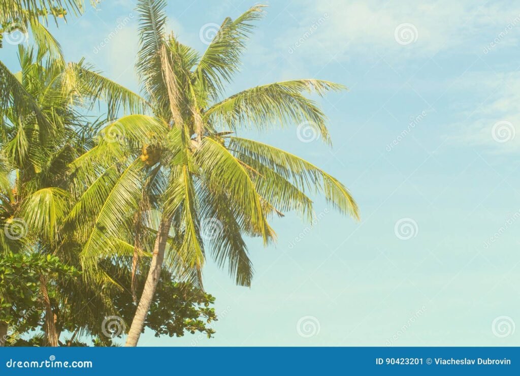 Quién interpreta la frase «El justo florecerá como la palmera»