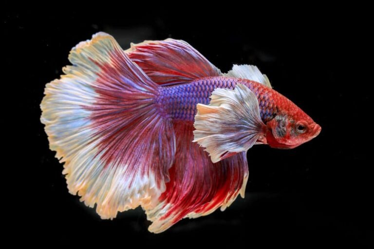 Qué tipos de peces de agua dulce son ideales para acuarios en casa 19 peces de agua dulce en un acuario