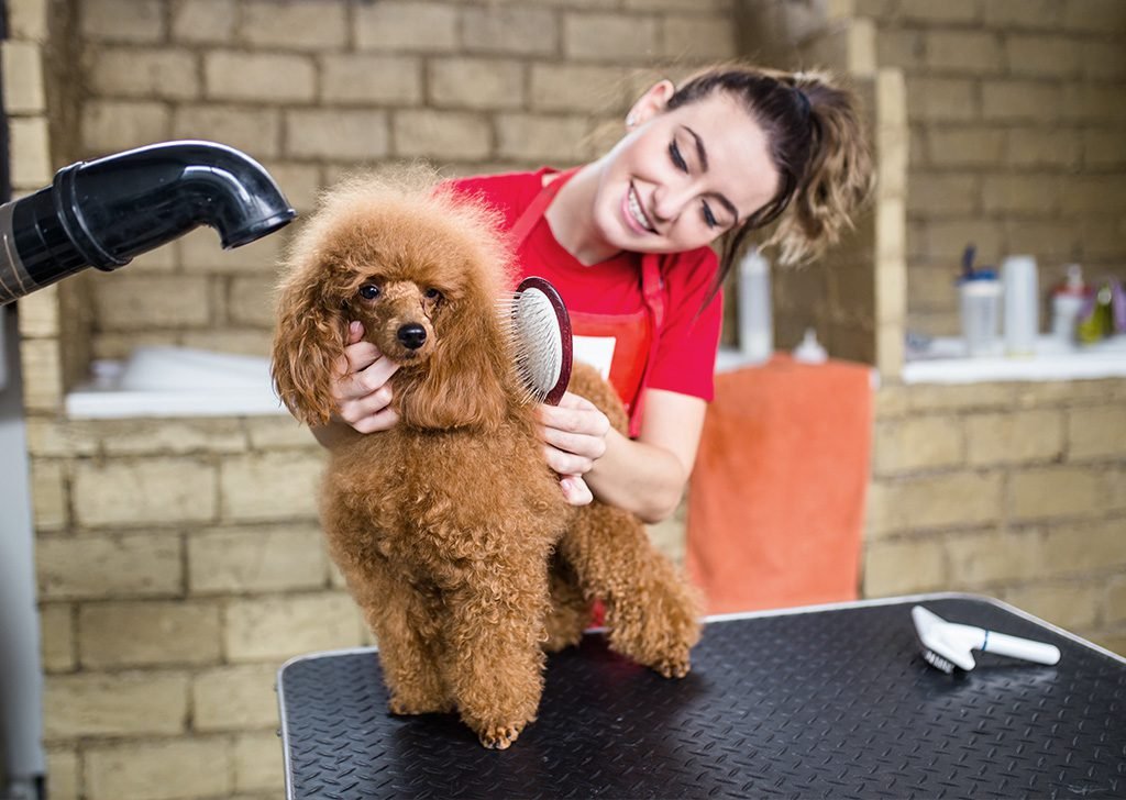 Qué peluquerías caninas se recomiendan en San Justo