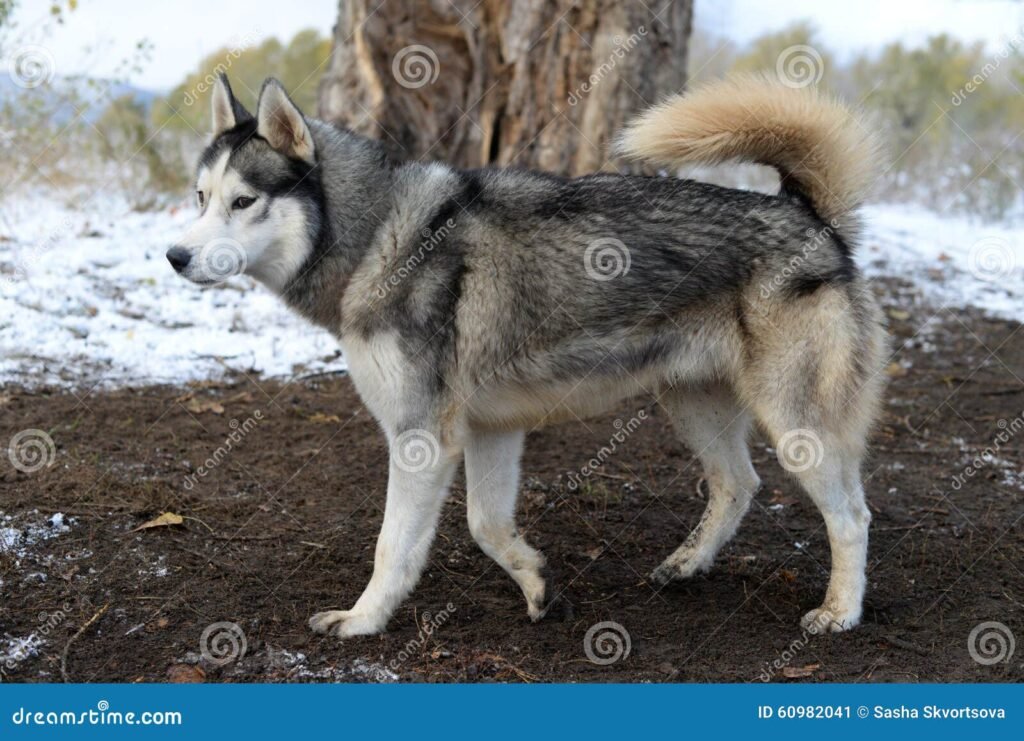 perro siberiano en un entorno natural
