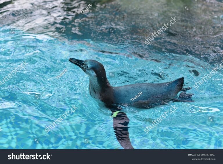 pinguino nadando en aguas cristalinas