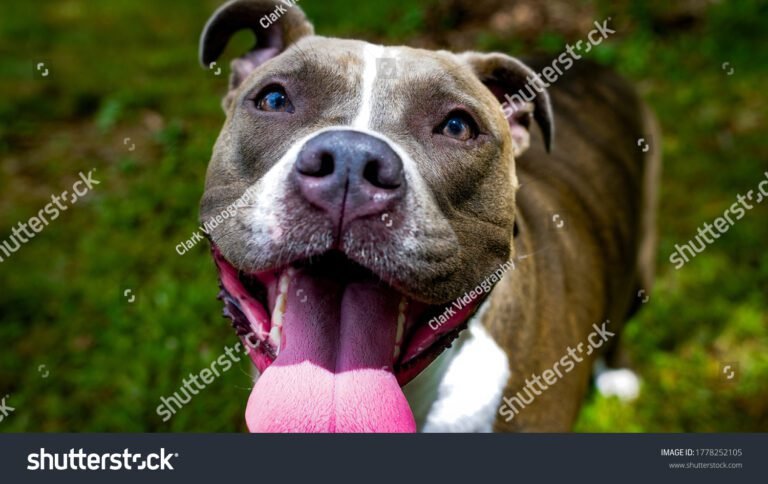 pit bull terrier americano en accion feliz
