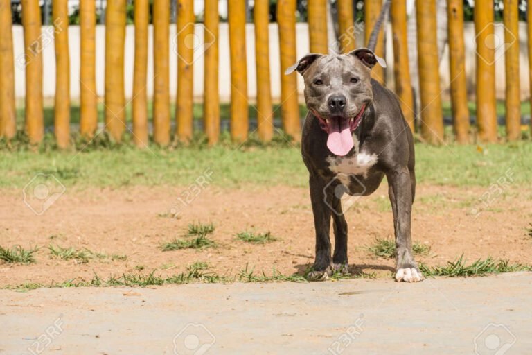 pitbull jugando en un parque soleado