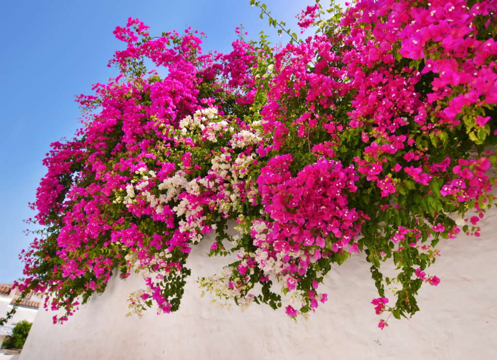 Qué plantas altas son ideales para el exterior de tu hogar 8 Qué plantas altas son ideales para el exterior de tu hogar