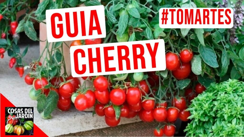 Cómo cultivar y cuidar plantines de tomate cherry en casa 5 Cómo cultivar y cuidar plantines de tomate cherry en casa
